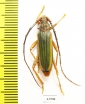 Chlorida sp.  Peru - INSECTS-STORE.RU