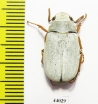 Melolonthinae sp., male  China, Guangxi prov. - INSECTS-STORE.RU