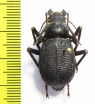Trachyderma grandis  Iran, Hormozgan prov. - INSECTS-STORE.RU