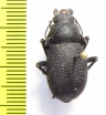 Thriptera kraatzi  Iran, Hormozgan prov. - INSECTS-STORE.RU