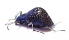 Tenebrionidae sp.  Peru - INSECTS-STORE.RU