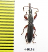 Brentidae sp.  Tanzania - INSECTS-STORE.RU
