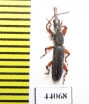 Brentidae sp.  Tanzania - INSECTS-STORE.RU
