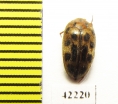Melandryidae sp.  Peru - INSECTS-STORE.RU