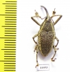 Curculionidae sp.  Costa Rica - INSECTS-STORE.RU