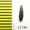 Mycteridae sp.  Peru - INSECTS-STORE.RU