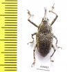 Curculionidae sp.  Costa Rica - INSECTS-STORE.RU