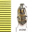 Meloidae sp.  Senegal - INSECTS-STORE.RU