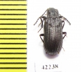 Tenebrionidae sp.  Angola - INSECTS-STORE.RU