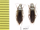 Synchroidae, Synchroa melanotoides  Russia, Far East - INSECTS-STORE.RU