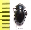 Tenebrionidae sp.  Angola - INSECTS-STORE.RU