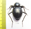 Tenebrionidae sp.  Angola - INSECTS-STORE.RU