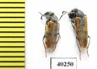Meloidae sp.  Iran, Qazvin prov. - INSECTS-STORE.RU
