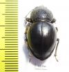 Tenebrionidae sp.  Namibia - INSECTS-STORE.RU