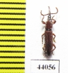 Brentidae sp.  Tanzania - INSECTS-STORE.RU