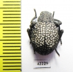 Alogenius cavifrons  Namibia - INSECTS-STORE.RU