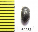 Tenebrionidae sp.  Namibia - INSECTS-STORE.RU