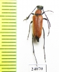 Anastrangalia montana  Turkey - INSECTS-STORE.RU