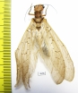 Megaloptera sp.  South Africa Rep. - INSECTS-STORE.RU