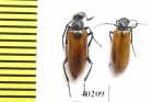 Meloidae sp.  Iran, Ardabil prov. - INSECTS-STORE.RU