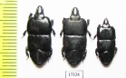 Hololepta laevigata  Indonesia, Sumatra - INSECTS-STORE.RU