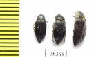 Dermestidae sp.  South Africa Rep. - INSECTS-STORE.RU