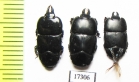 Hololepta sp.  Indonesia, Sumatra - INSECTS-STORE.RU
