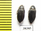 Dermestidae sp.  South Africa Rep. - INSECTS-STORE.RU