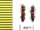 Prostomidae sp.  Indonesia, Sumatra - INSECTS-STORE.RU