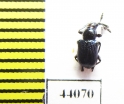 Rhynchitidae sp.  Thailand - INSECTS-STORE.RU