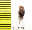 Ripiphoridae sp.  Indonesia, Sumatra - INSECTS-STORE.RU