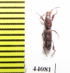 Brentidae sp.  Thailand - INSECTS-STORE.RU