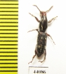 Brentidae sp.  Thailand - INSECTS-STORE.RU