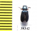 Cleridae sp.  South Africa Rep. - INSECTS-STORE.RU