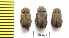 Trogidae sp.  South Africa Rep. - INSECTS-STORE.RU