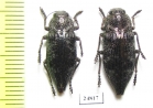 Dicerca aenea  Russia, Ryazan' reg. - INSECTS-STORE.RU