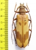 Oplatocera sp.  China, Guangxi prov. - INSECTS-STORE.RU