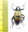 Tenebrionidae sp.  Peru - INSECTS-STORE.RU