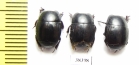 Histeridae sp.  South Africa Rep. - INSECTS-STORE.RU