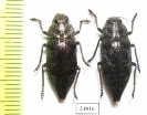 Dicerca aenea  Russia, Ryazan' reg. - INSECTS-STORE.RU