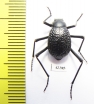 Adesmia anomala dejeani  Mongolia - INSECTS-STORE.RU
