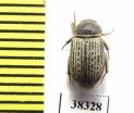 Maechidius sp.  Indonesia, Papua - INSECTS-STORE.RU
