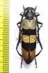 Huedepohliana constanzae  Malaysia - INSECTS-STORE.RU
