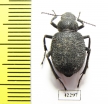 Thriptera longipilis  Tajikistan - INSECTS-STORE.RU