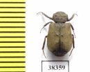 Maechidius sp.  Indonesia, Papua - INSECTS-STORE.RU