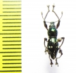 Curculionidae sp.  Indonesia, Halmahera isl. - INSECTS-STORE.RU