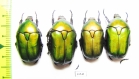Protaetia cuprea cuprea France, Corsica - INSECTS-STORE.RU