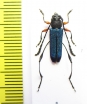 Namibomeces laticornis  Namibia - INSECTS-STORE.RU