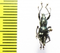 Curculionidae sp.  Indonesia, Halmahera isl. - INSECTS-STORE.RU