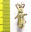 Curculionidae sp.  Indonesia, Halmahera isl. - INSECTS-STORE.RU